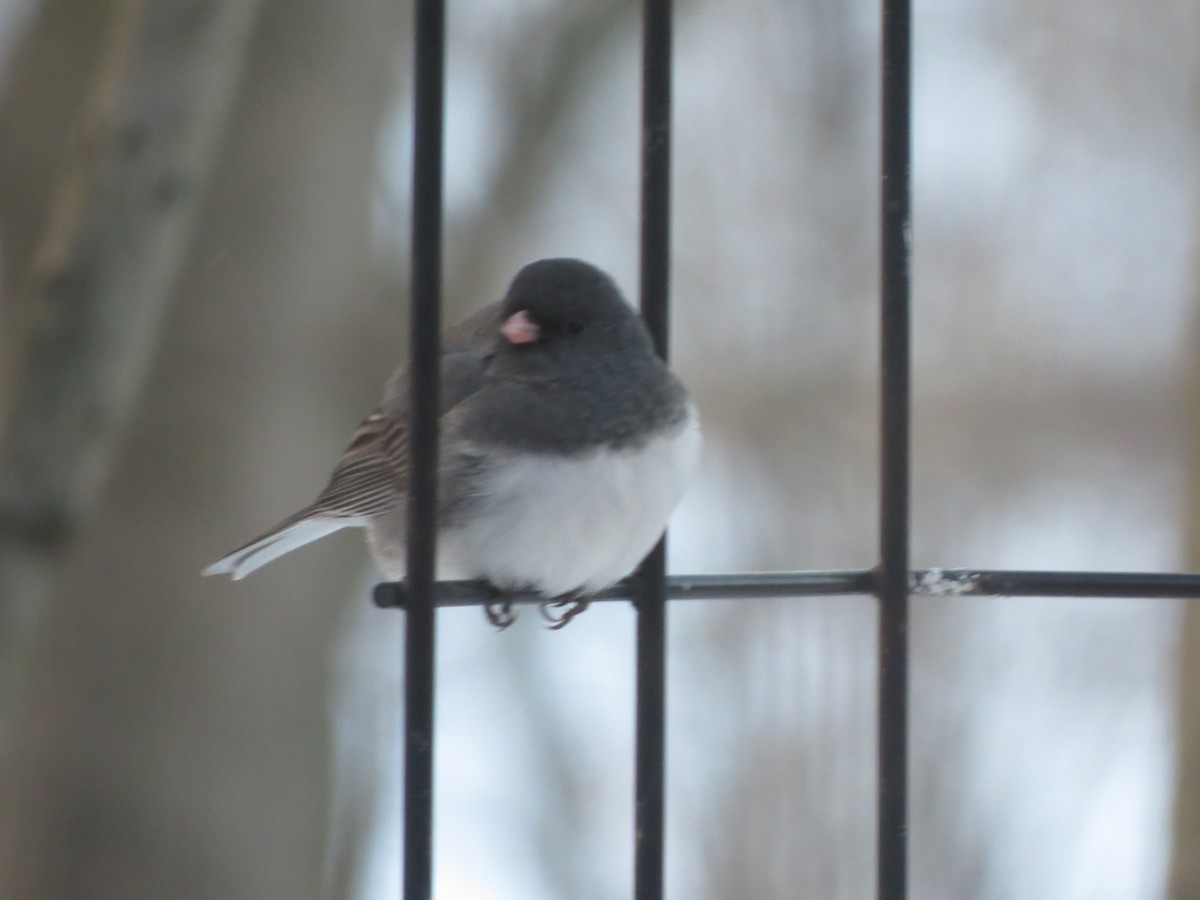 יונקו כהה-עין - ML646936658