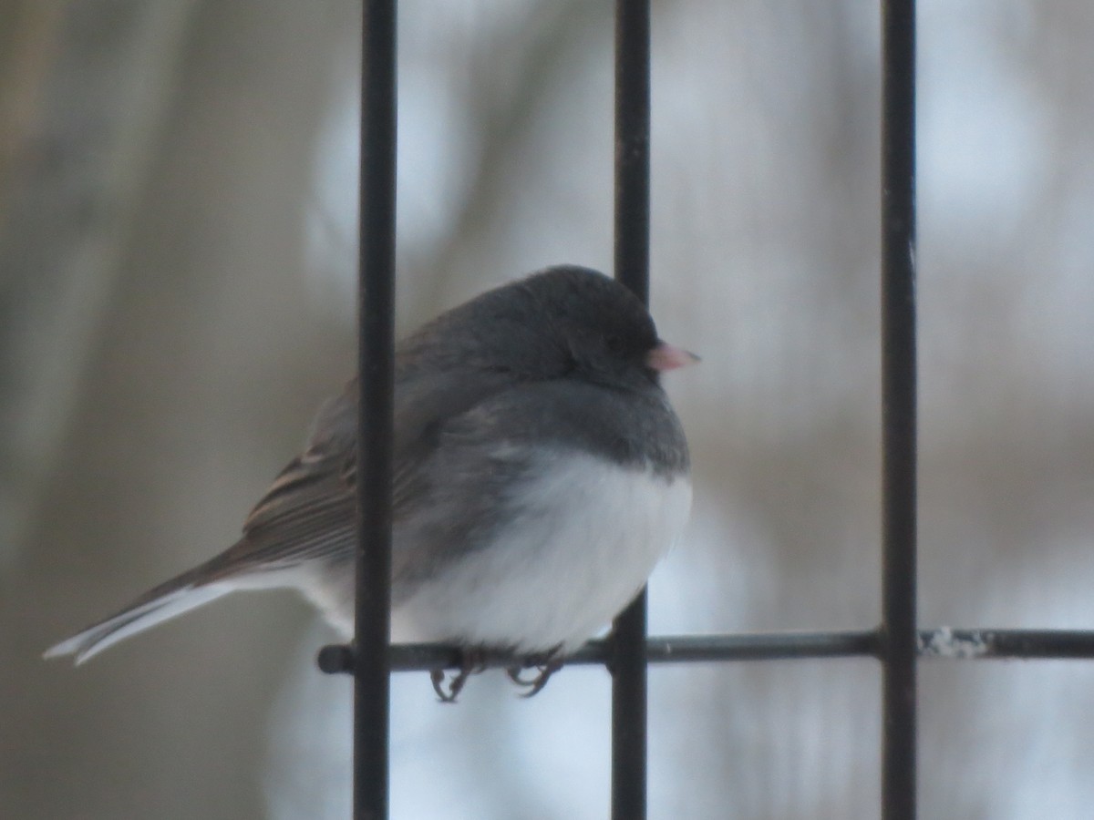 יונקו כהה-עין - ML646936659