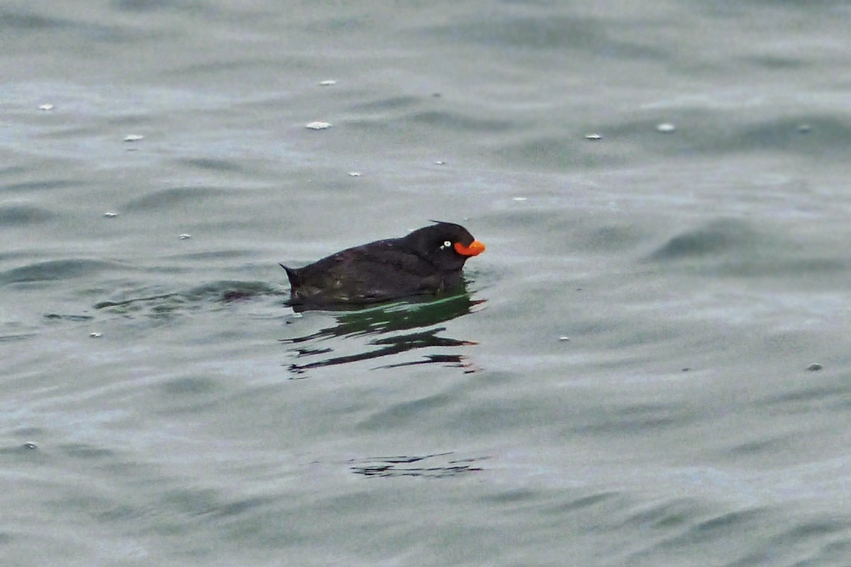 אלקית מצויצת - ML646936661