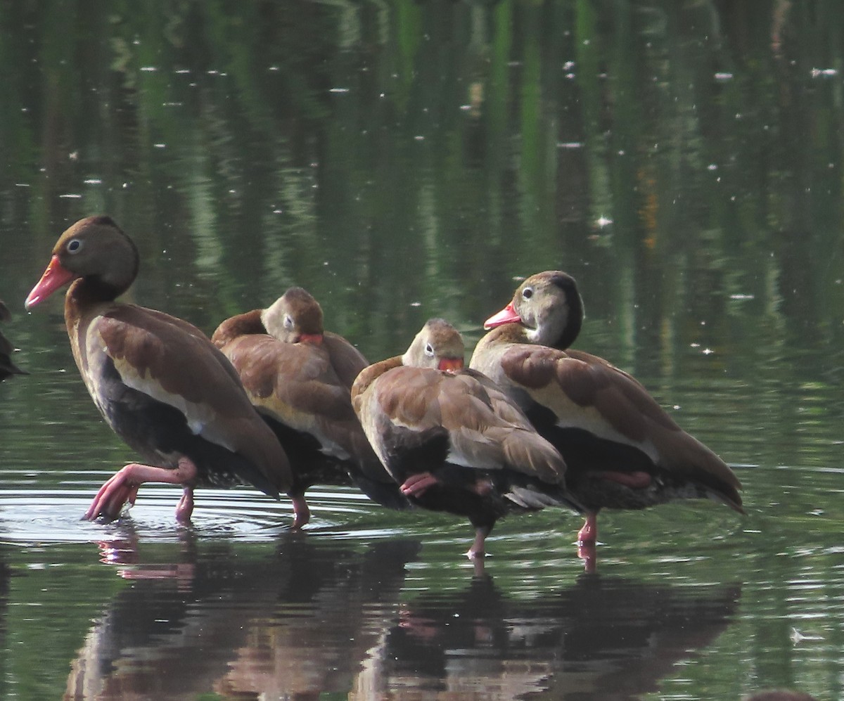 אווזון שחור-בטן - ML646936662