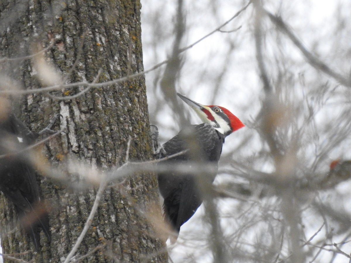 Pileated Woodpecker - ML646936663