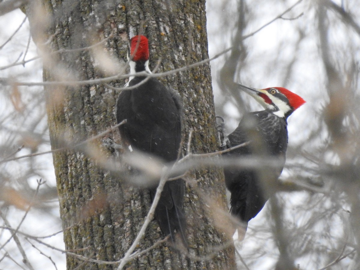 Pileated Woodpecker - ML646936664