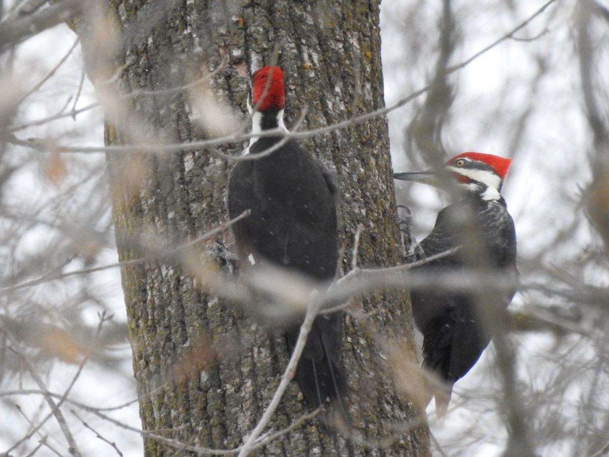 Pileated Woodpecker - ML646936665