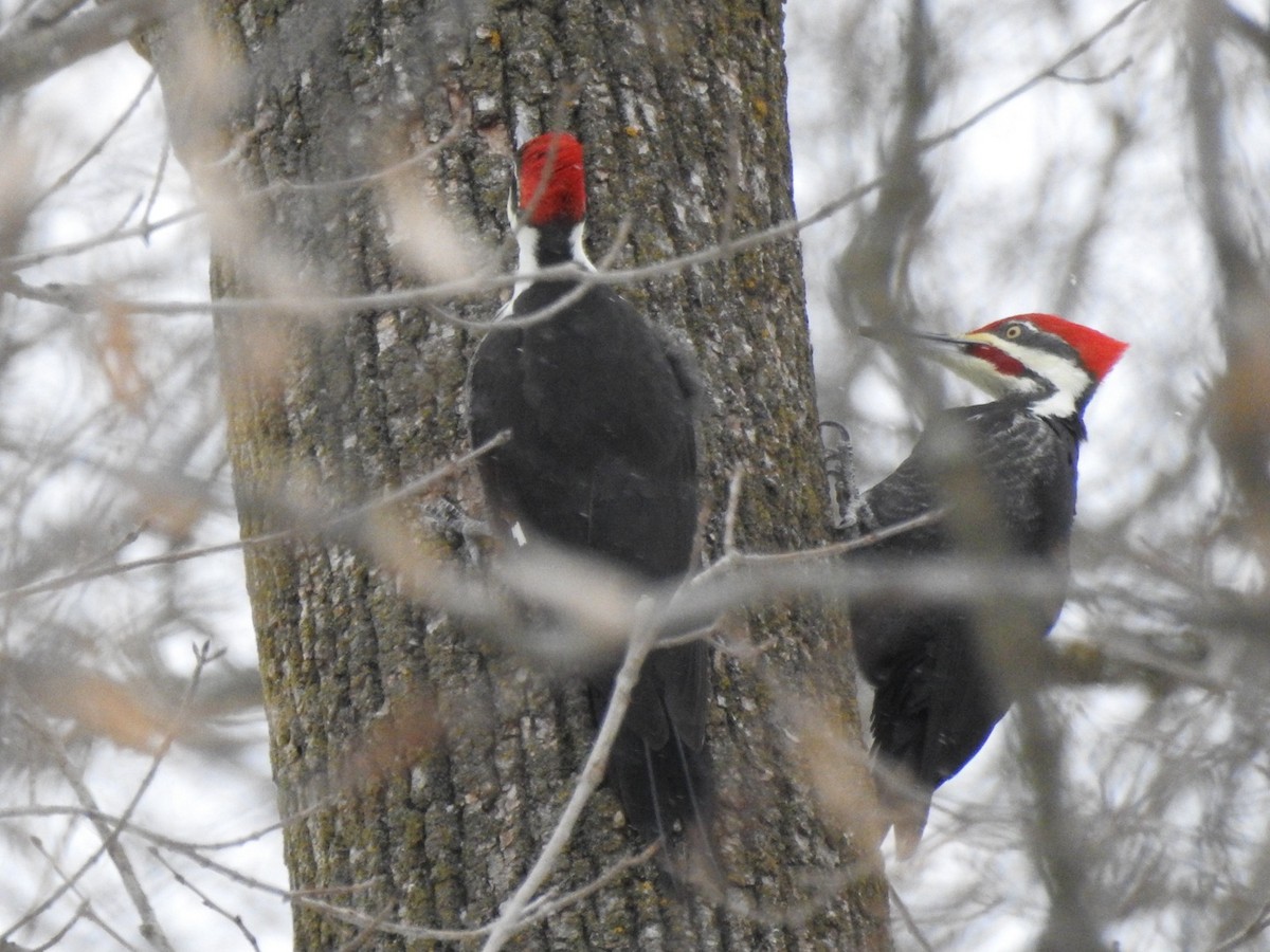Pileated Woodpecker - ML646936666