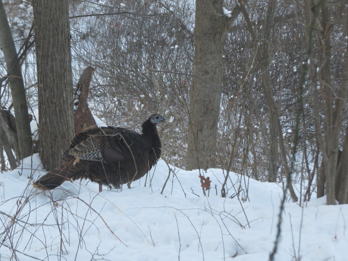 הודן בר - ML646936668