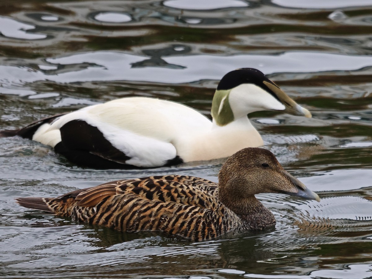אדרית שחורת-כיפה - ML646936672