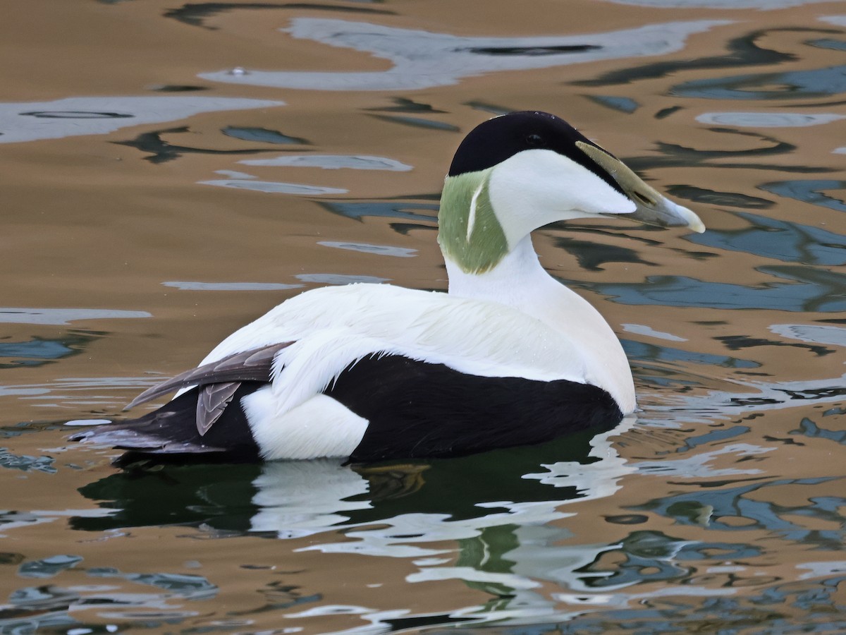 אדרית שחורת-כיפה - ML646936673