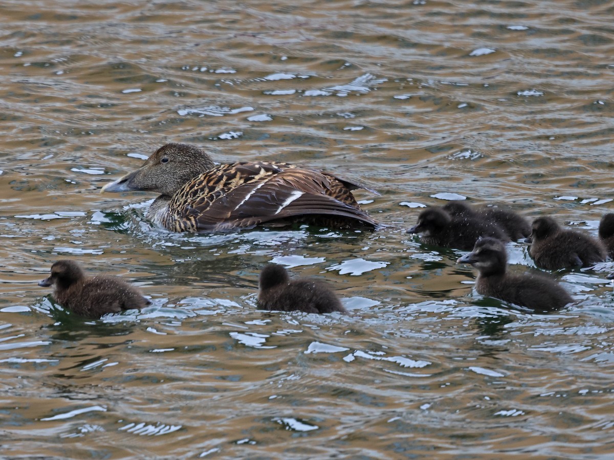 אדרית שחורת-כיפה - ML646936674