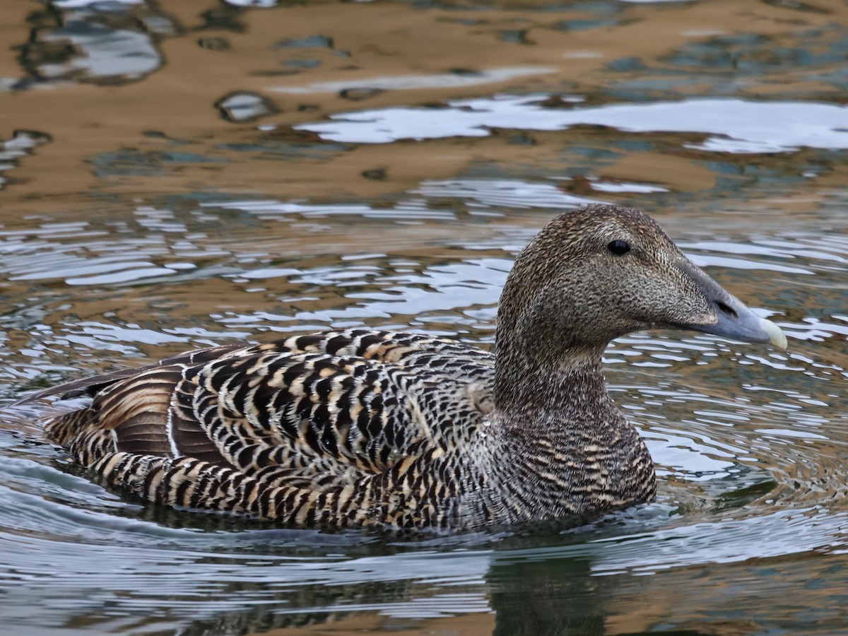אדרית שחורת-כיפה - ML646936675