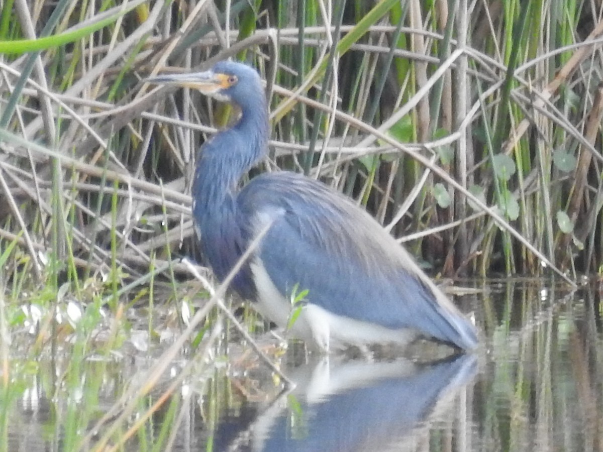 Tricolored Heron - ML646936676