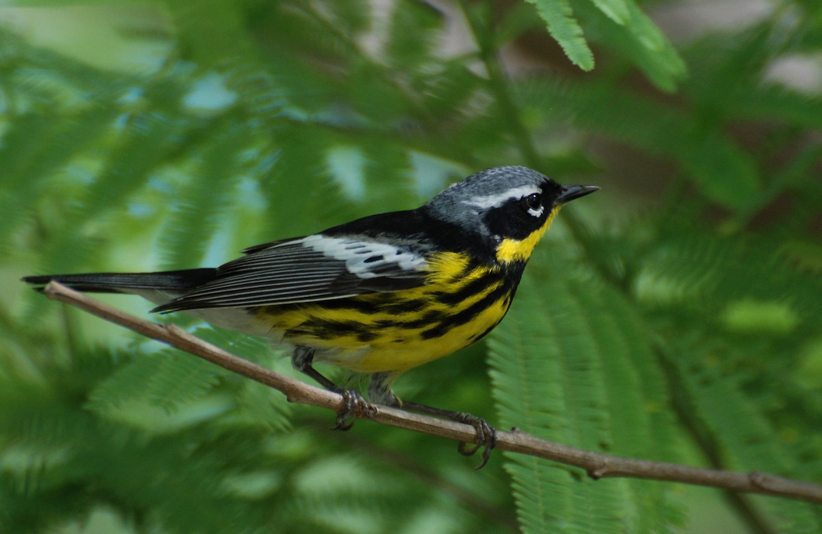 סבכון לבן-זנב - ML646936677