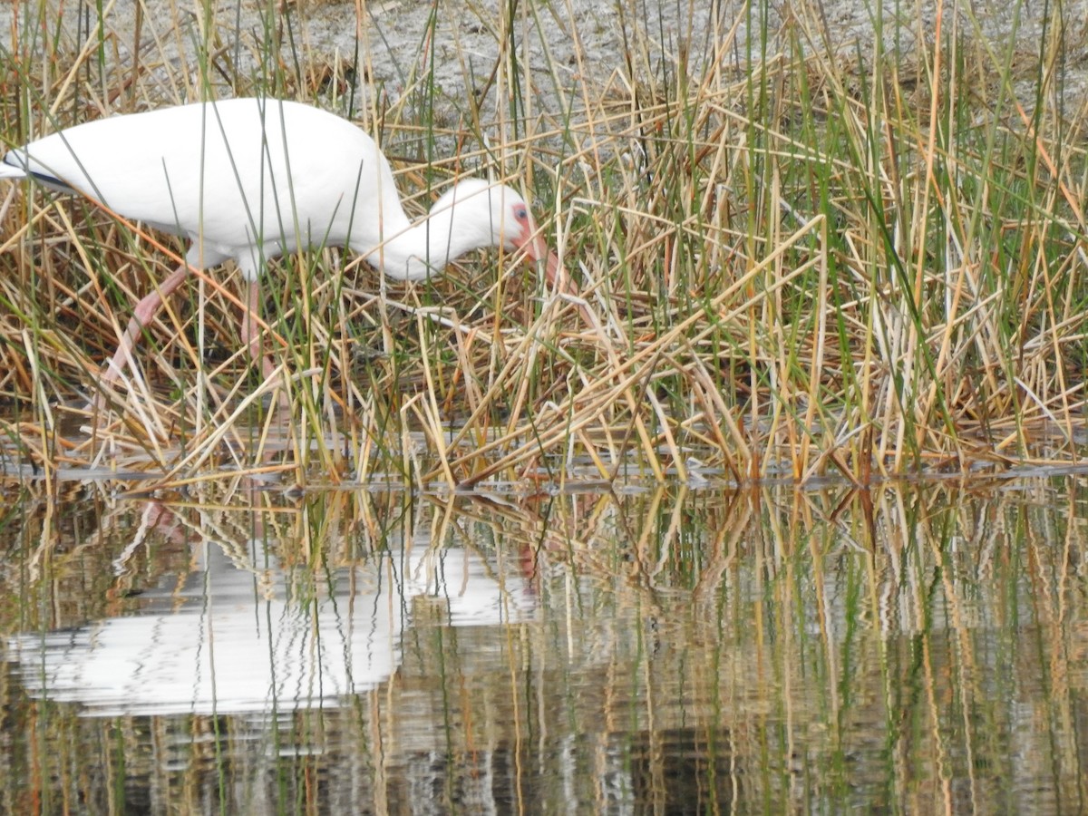 White Ibis - ML646936682