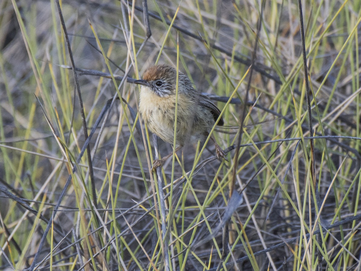 Mallee Emuwren - ML646936683