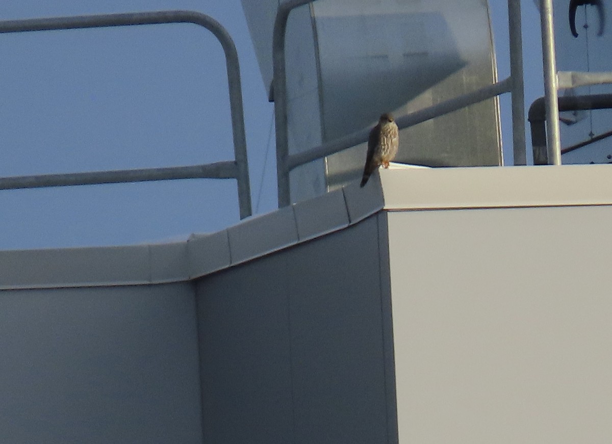 Merlin - ML646936684