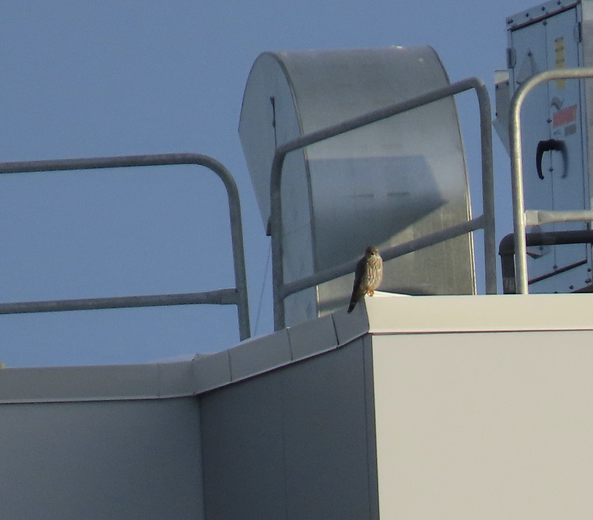 Merlin - ML646936685