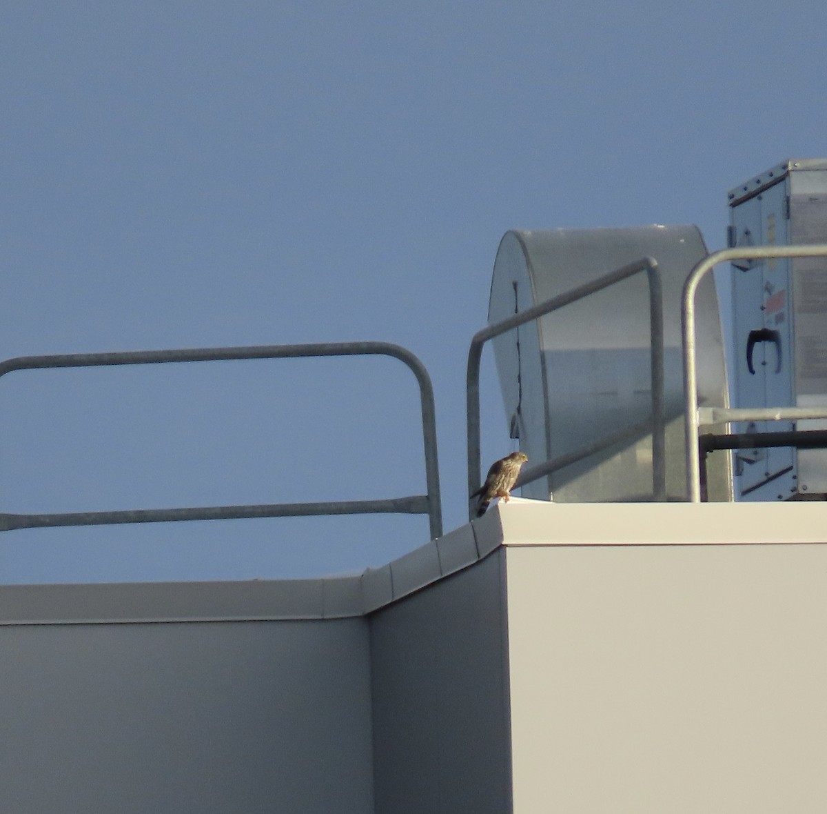 Merlin - ML646936686