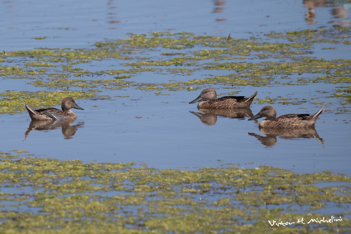 Red Shoveler - ML646936688