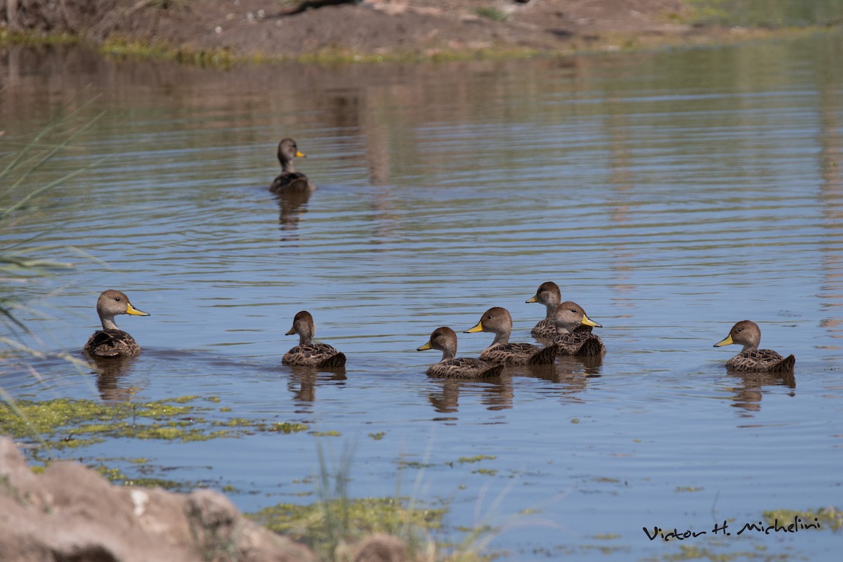 gulnebbstjertand - ML646936695