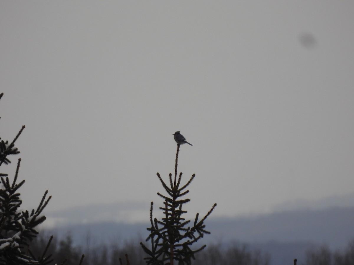 Blue Jay - ML646936696