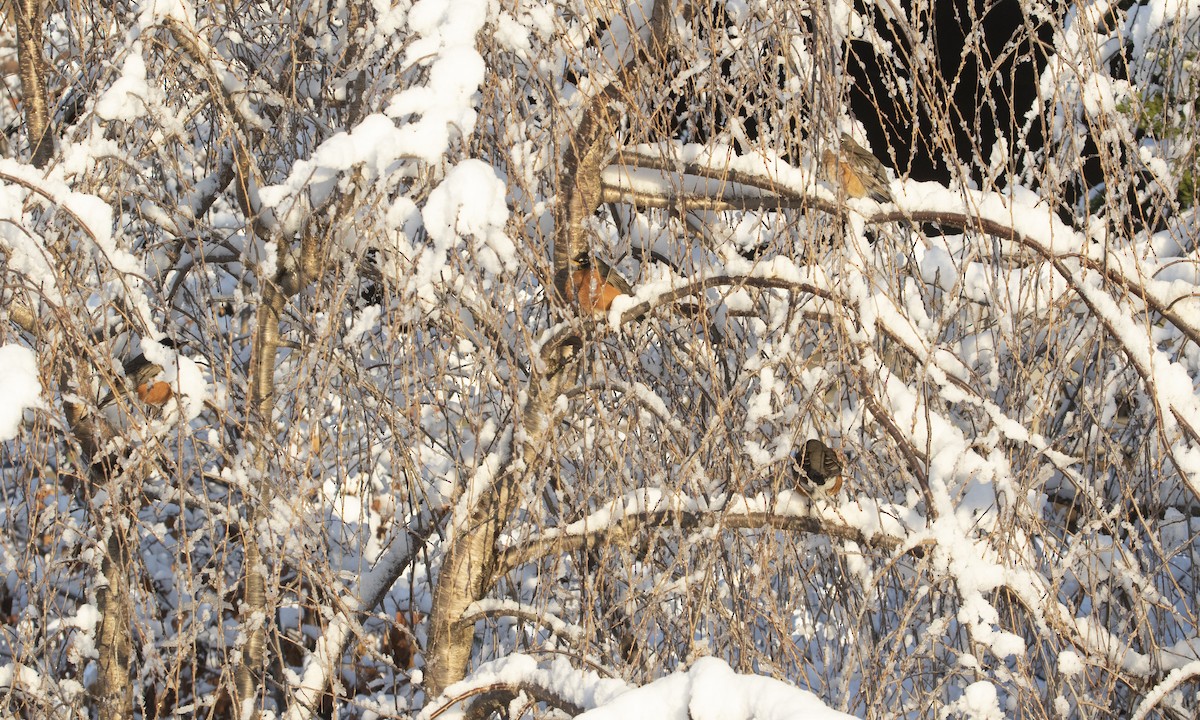 American Robin - ML646936699