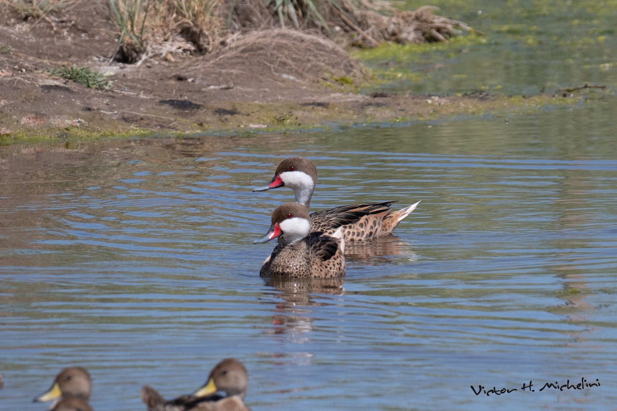 White-cheeked Pintail - ML646936701