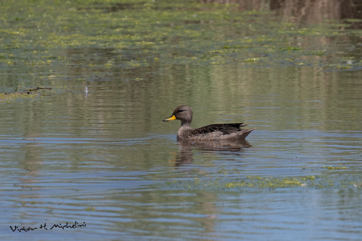 שרשיר צהוב-מקור - ML646936705