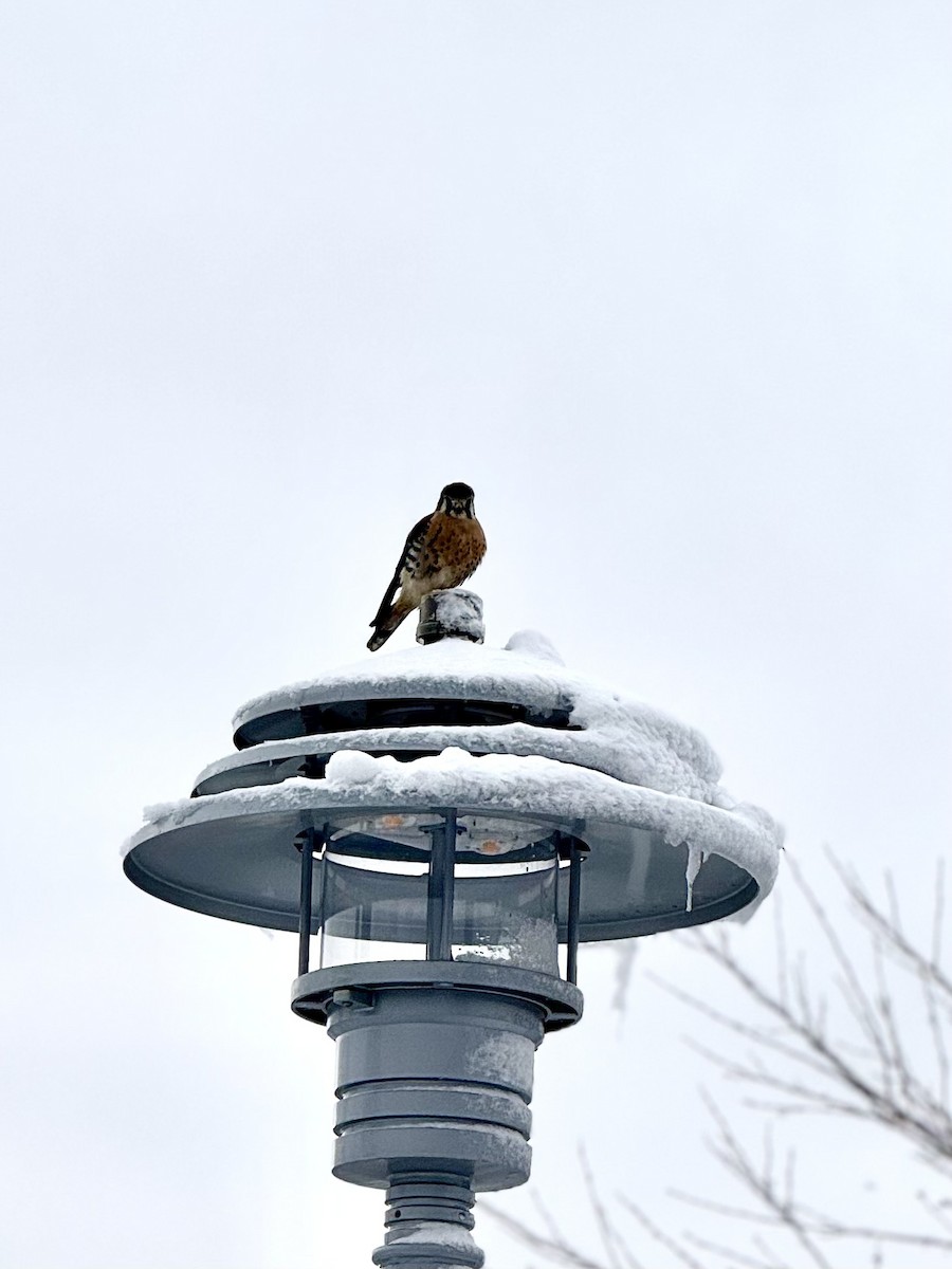 American Kestrel - ML646936706