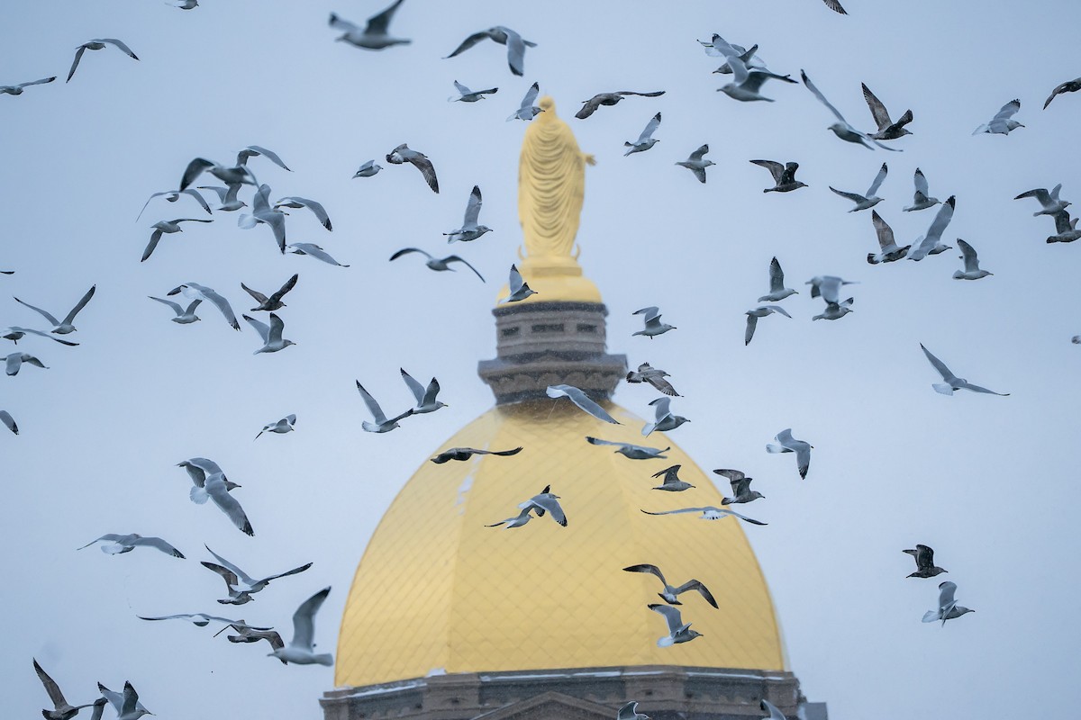 Amerika Gümüş Martısı - ML646936707