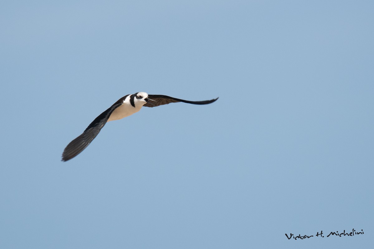Black-necked Stilt - ML646936718