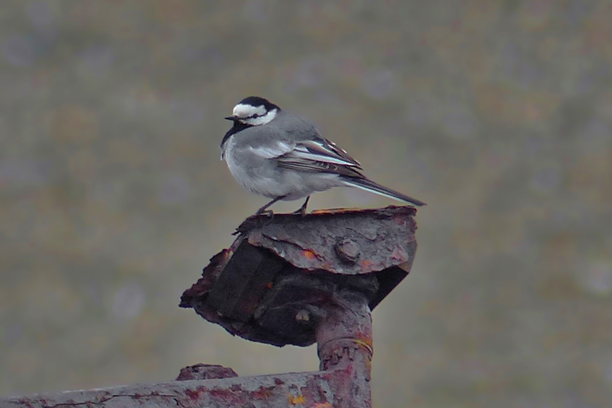 Bergeronnette grise - ML646936719