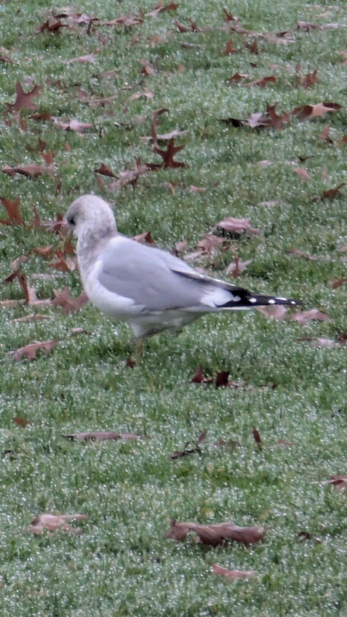 Short-billed Gull - ML646936720