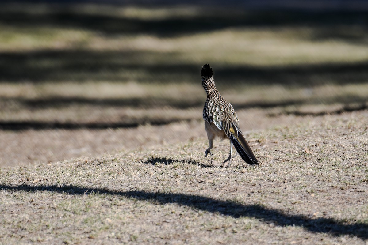 Greater Roadrunner - ML646936724