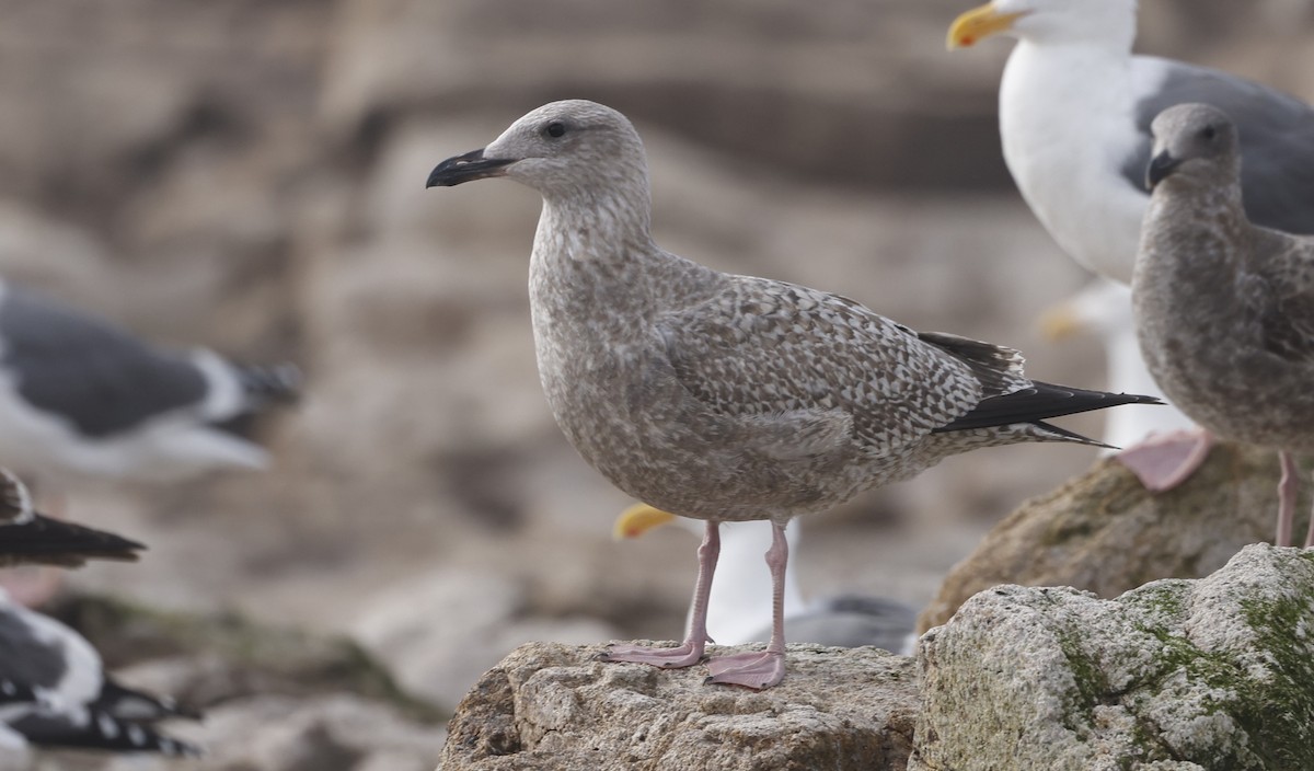 アメリカセグロカモメ - ML646936726