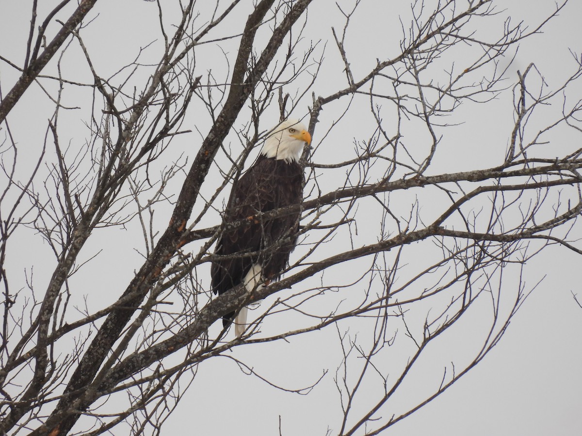 Bald Eagle - ML646936727