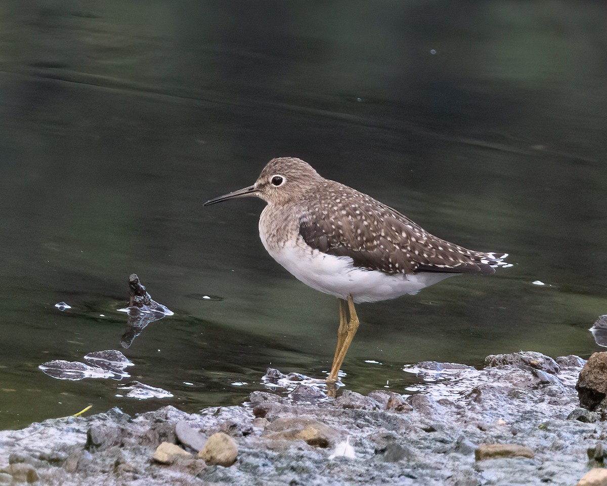 Solitary Sandpiper - ML646936730