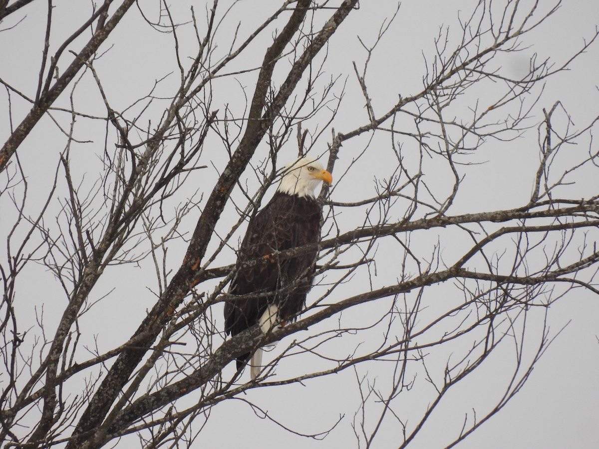 Bald Eagle - ML646936731