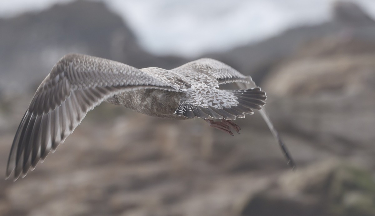 アメリカセグロカモメ - ML646936732