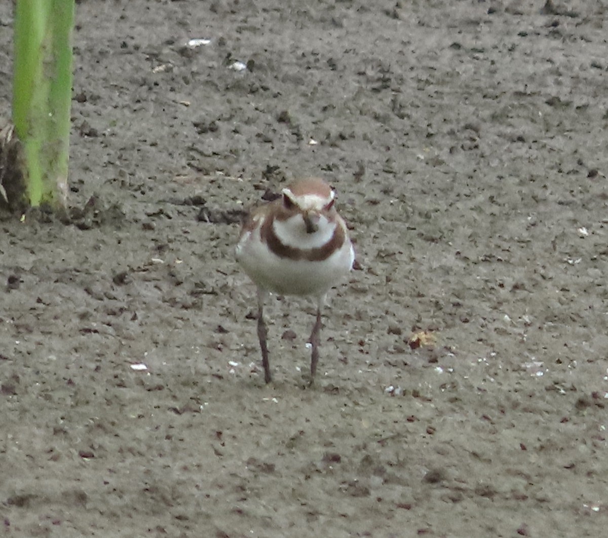 Semipalmated Plover - ML646936733