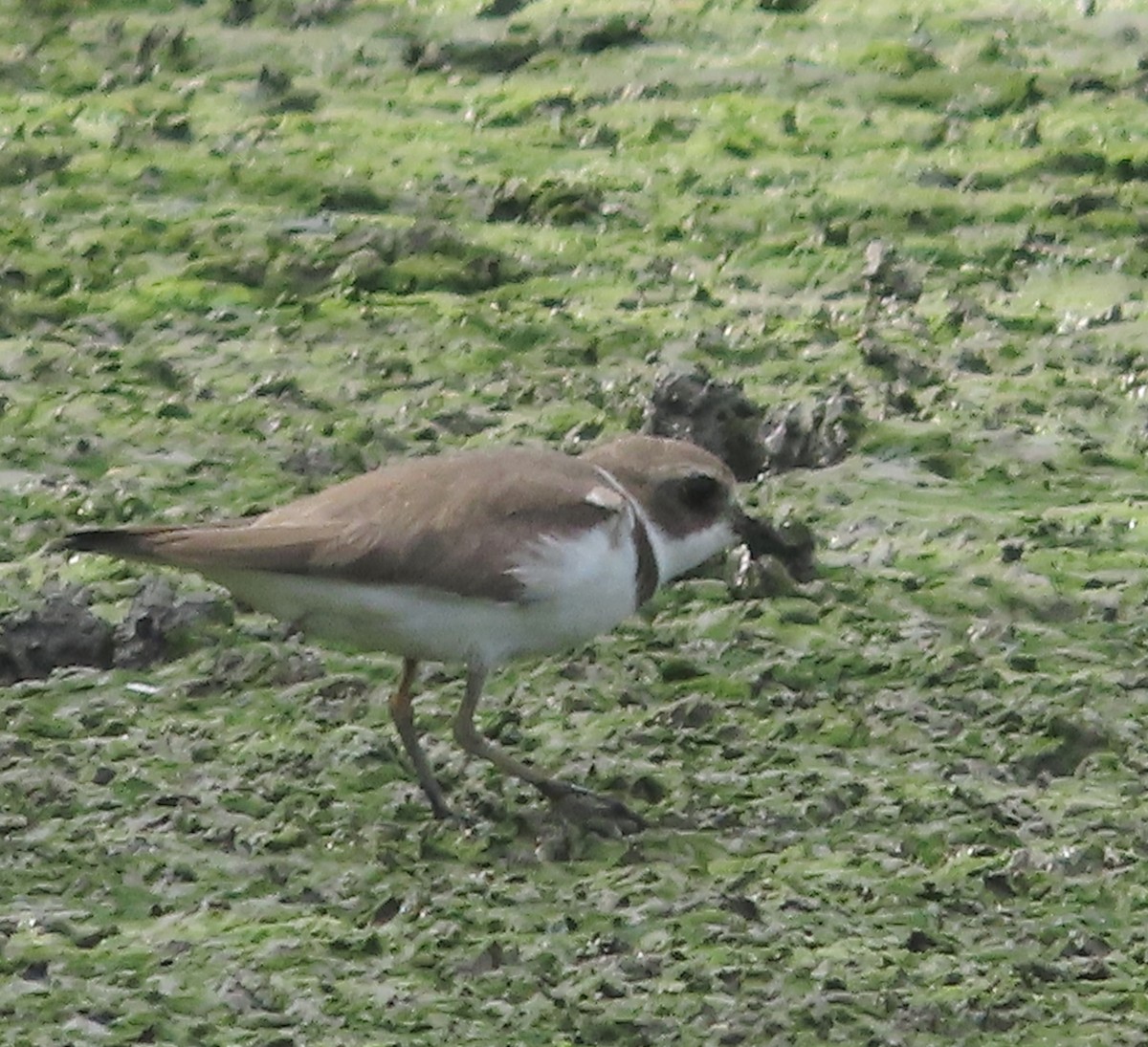 Semipalmated Plover - ML646936734
