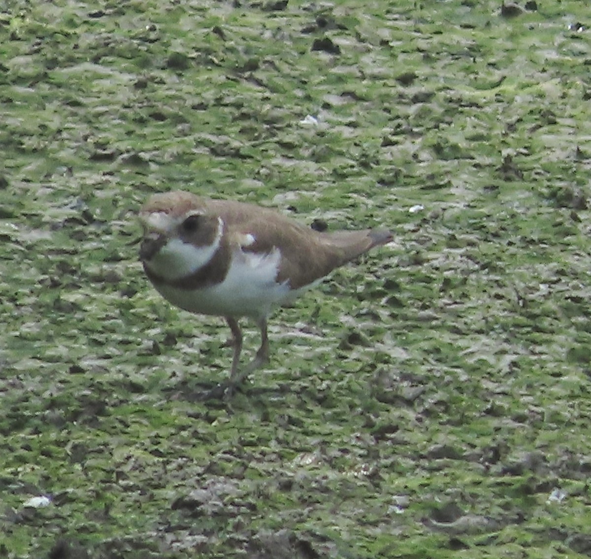 Semipalmated Plover - ML646936735
