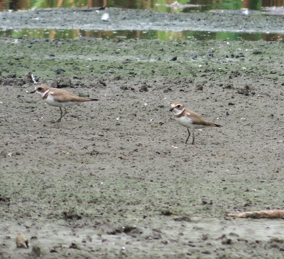 Semipalmated Plover - ML646936736