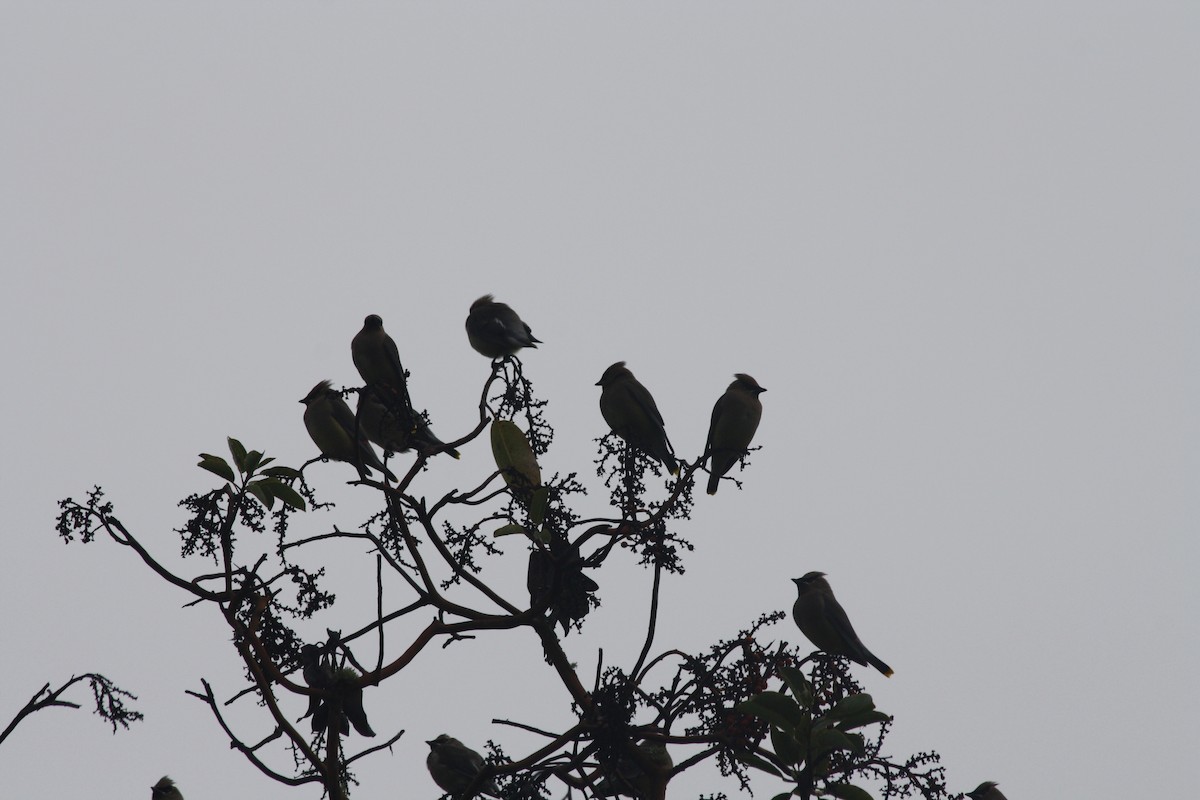 Cedar Waxwing - ML646936741