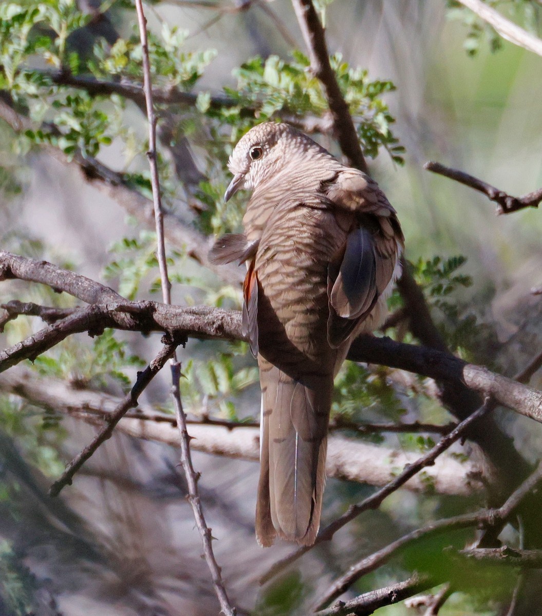 インカバト - ML646936746