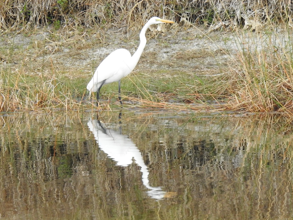 ダイサギ - ML646936751