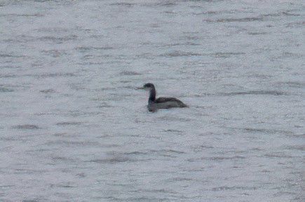 Red-necked Grebe - ML646936752