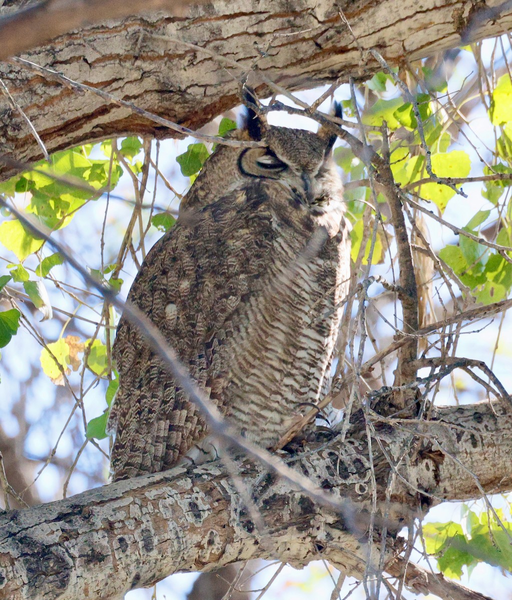 výr virginský - ML646936754