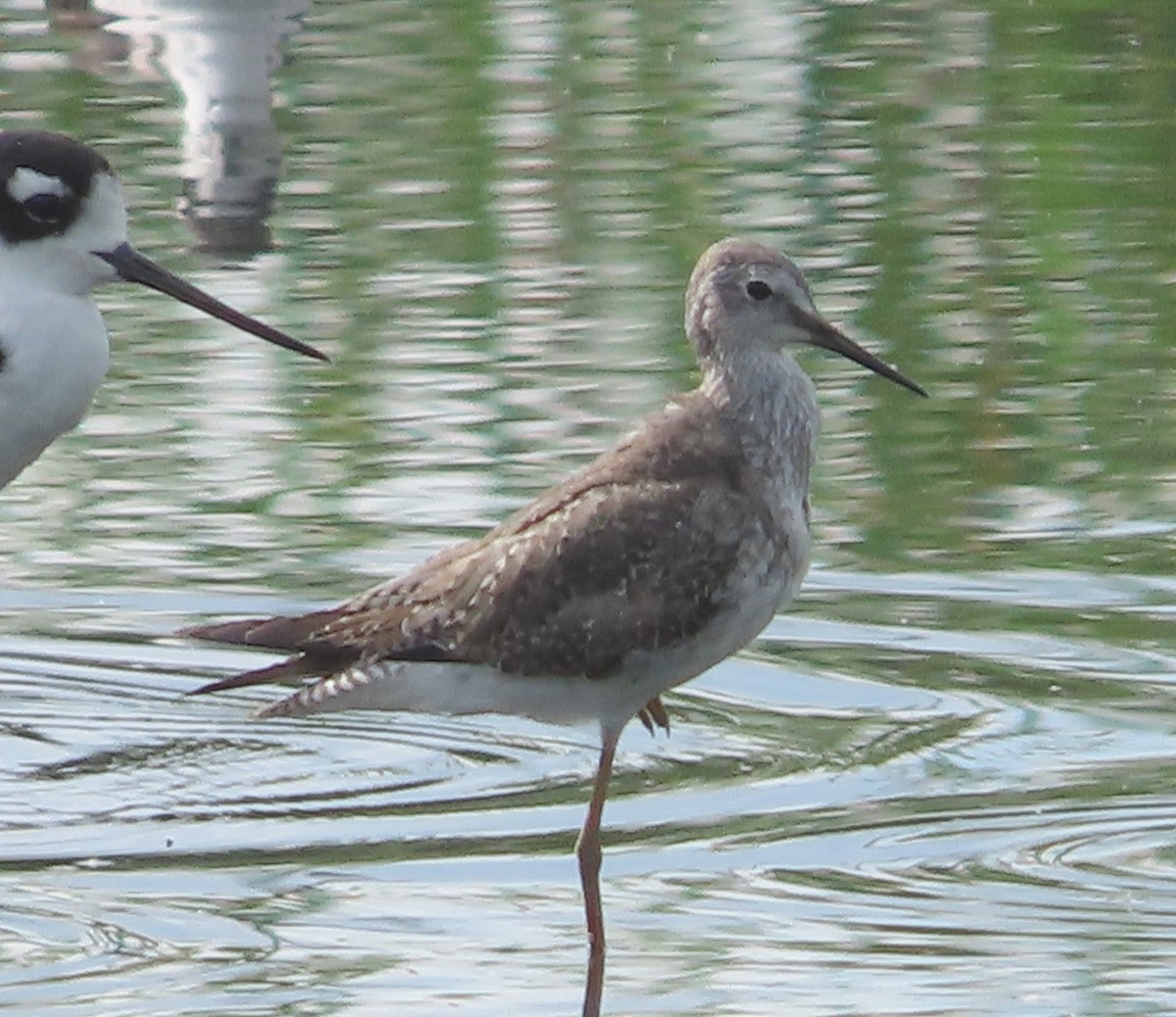 Lesser Yellowlegs - ML646936755
