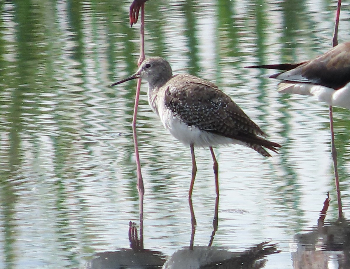 Lesser Yellowlegs - ML646936756