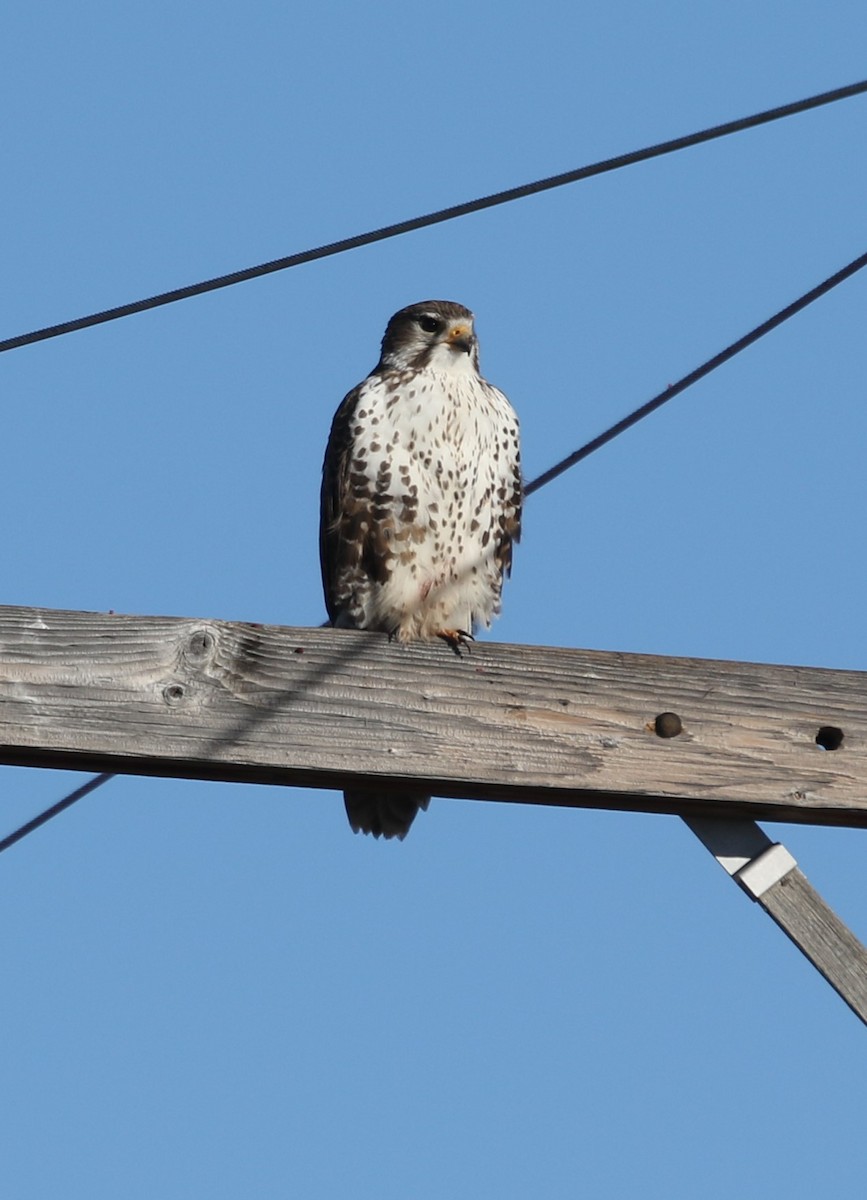 Prairie Falcon - ML646936757