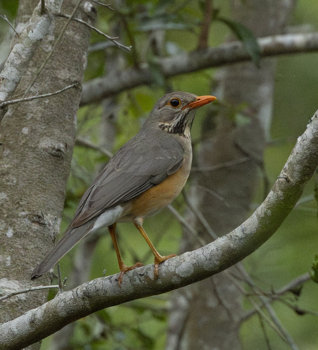 Kurrichane Thrush - ML646936760